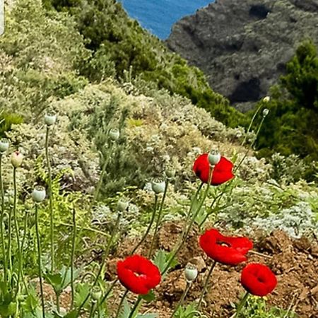 The Poppies Guest House - 100M Ocean - Private Spaces Candelaria Exteriör bild